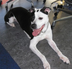 TurfMutt laying under a desk