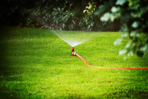 sprinkler in grass