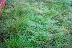 buffalo grass