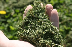 grasscycled lawn clippings in hand
