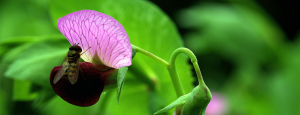 bee buzzing near a pink flower