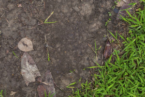 patch of dirt and grass