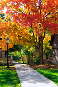 fall foliage in a yard