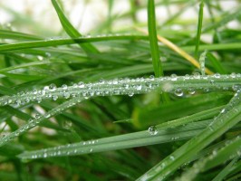 closeup of grass blades with water on it