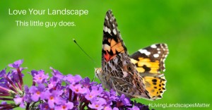 butterfly sitting on a purple plant with the phrase "love Your Landscape, This little guy does." 