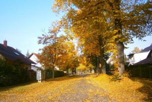 street with houses and falling leaves