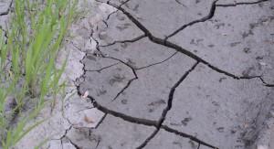 Cracked earth due to drought