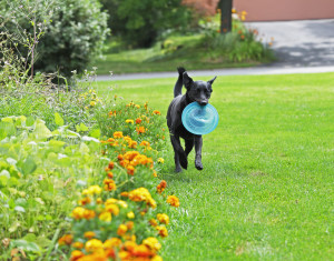 dog with frisbee running in grass near marigolds