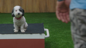 At the Lucky Dog Ranch, Brandon begins training Olive.