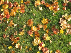 colorful fall leaves on green grass