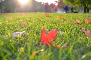 wide shot of grassy lawn with colorful fall leaves sprinkled on it