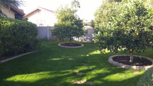 Lawn in Arizona with grass and fruit trees