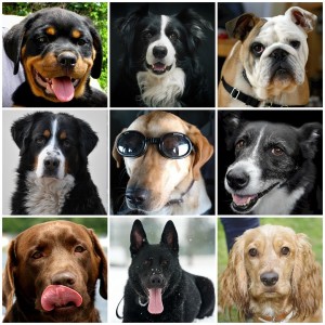 collage of cute dogs of all shapes and sizes