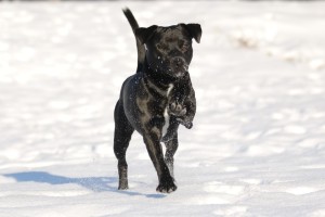 black dog running on white snow