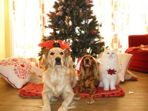 two dogs and a cat dressed for the holidays sitting in front of a christmas tree