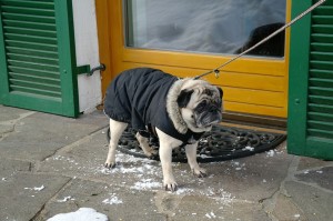 pug dog in a coat standing outside a door