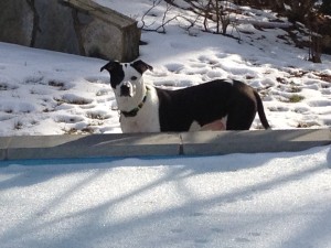 TurfMutt standing in the snow