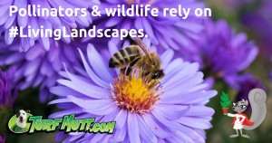 bee extracting pollin from the center of a purple flower