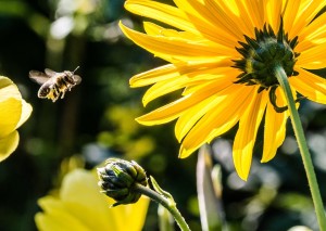 Bee approaching a bright yellow flower