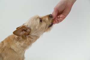 yellow dog eating a treat out of a person's hand