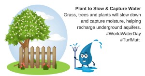 plant to slow water message with water warrior character