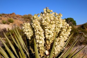 Cactus in California in bloom