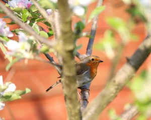 robin in a tree