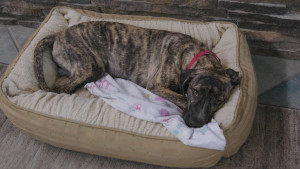 "Lucky Dog" Foxy lying in her bed