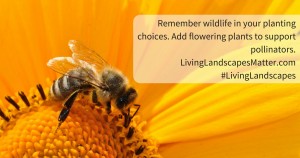 bee lands on a yellow flower 