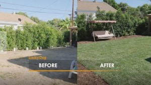 before and after in Frankie the dog's yard