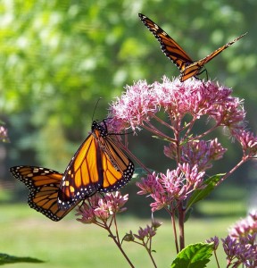 monarchs feeding on milkweed