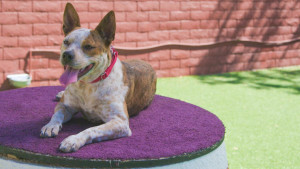 TurfMutt helps Sheela the rescue dog on Lucky Dog