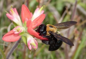 bee pollinates Indian Paintbrush plant