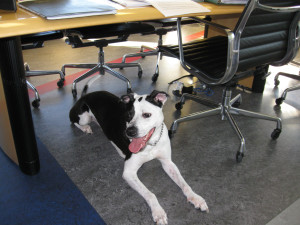 TurfMutt laying under an office desk