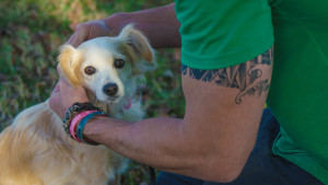 Dottie gets her training collar from Brandon