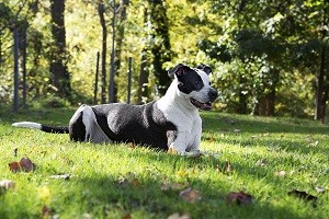 Lucky lying in the yard