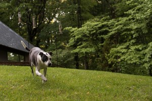 turfmutt playing in the backyard