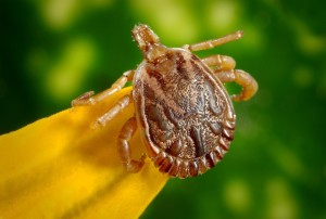 tick on a yellow leaf