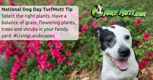 National Dog Day Tip with TurfMutt