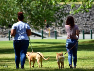 two women walking two dogs in green grass