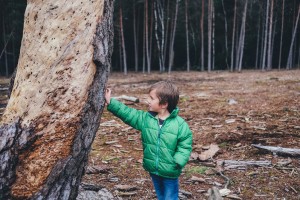 little boy touching a tree