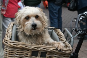 cute white dog in a basket