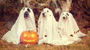 three dogs in ghost costumes 