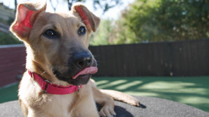 Polly sitting on her place with her tongue out