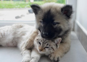 cute puppy and kitty cuddle