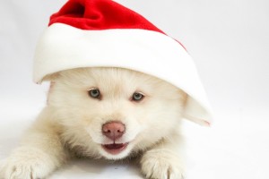 puppy in Santa hat