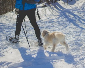 person and dog snowshoeing