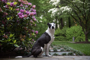 TurfMutt in his yard