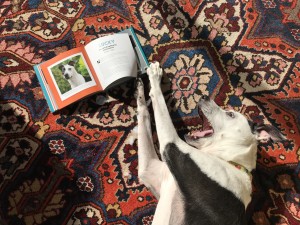 TurfMutt & the new book he's in: "Love Unleashed"