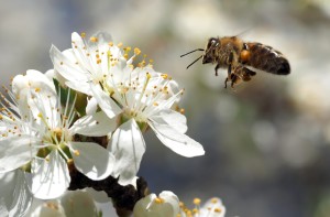 bee landing on a flower